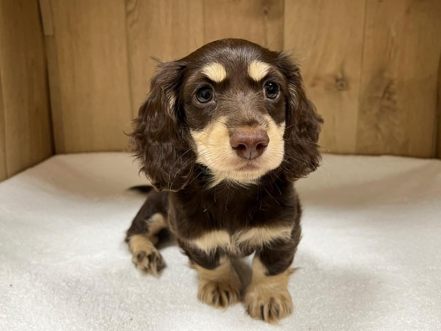 Dachshund puppy from Doxie Pups Creek